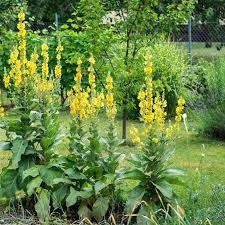 Discovering Mullein Tea: A Traditional Herbal Brew for Modern Slow Living