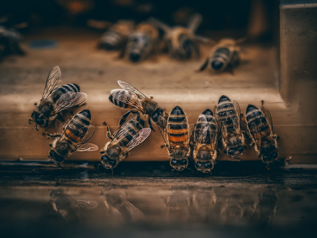 Planting for Bees: How You Can Help Our Pollinators Right Now