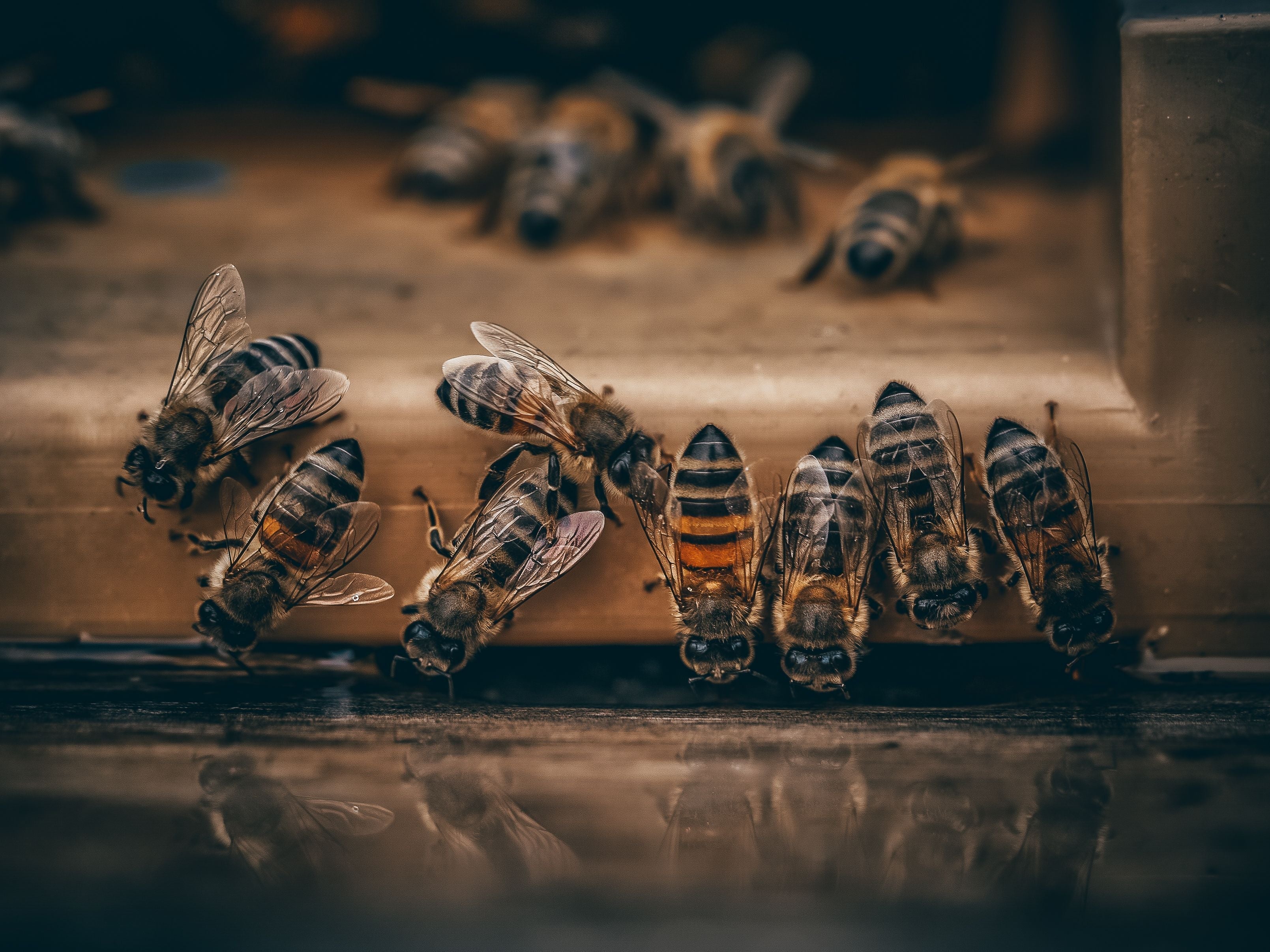 Planting for Bees: How You Can Help Our Pollinators Right Now