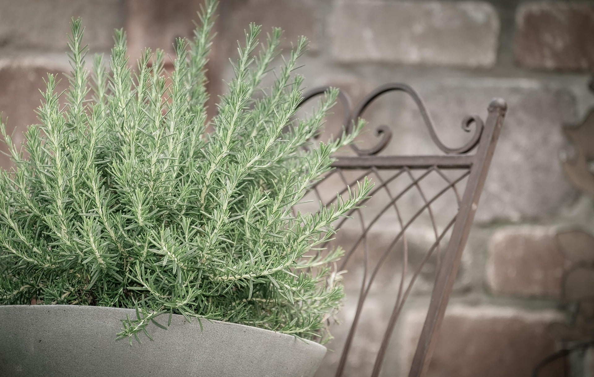 Herbal Teas You Can Grow in Your Backyard Now