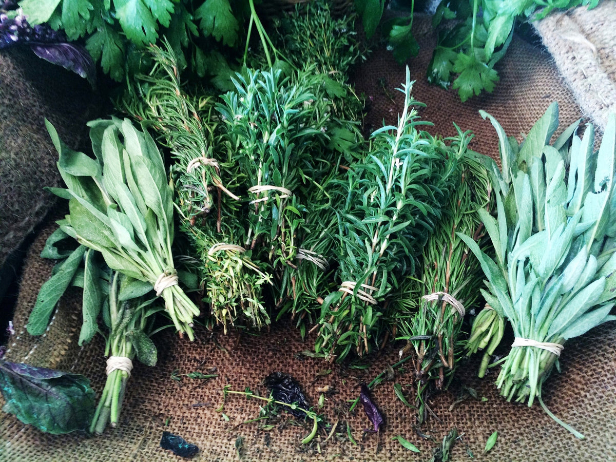Herb Plants & Seedlings