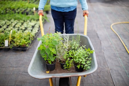 Herb Plants & Seedlings