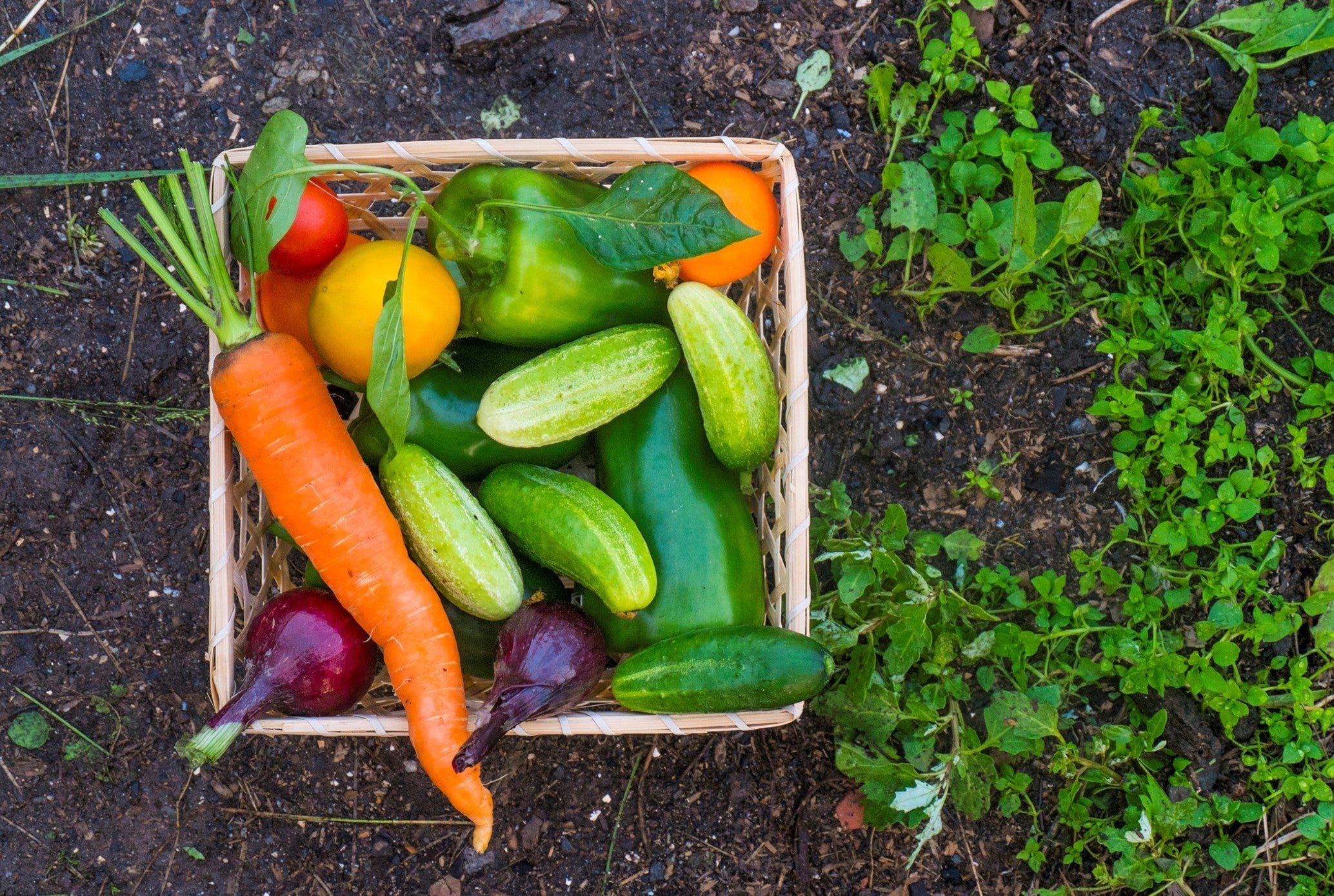Vegetable Plants & Seedlings