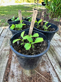 Ashwagandha plants - still growing