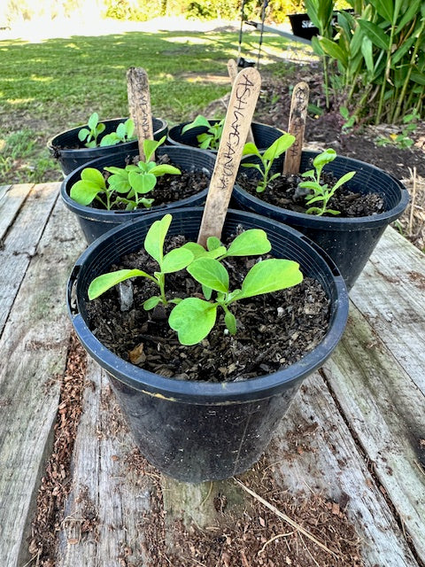 Ashwagandha plants - still growing