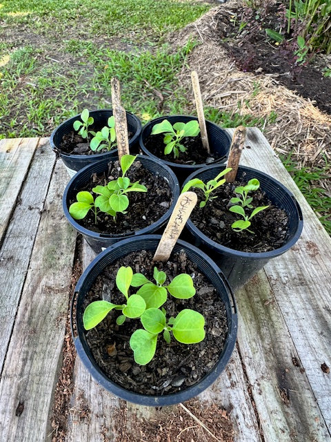 Ashwagandha plants - still growing