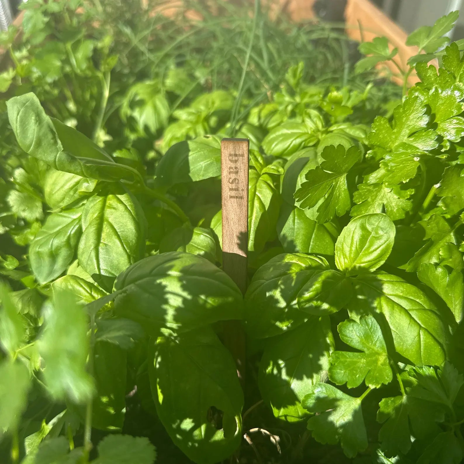 Wooden Herb Plant Markers