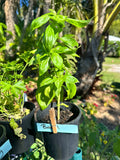 Potted basil plant with a label in a garden setting