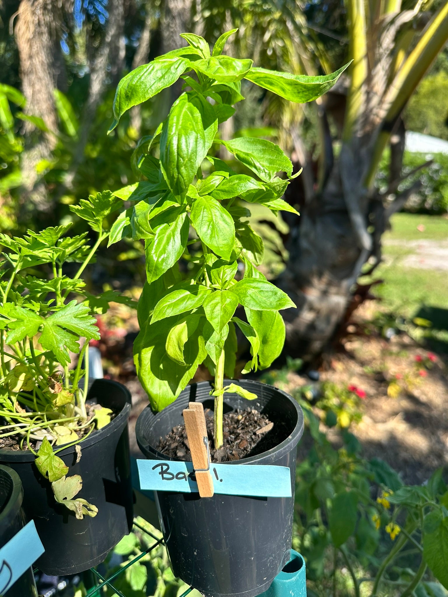 Potted basil plant with a label in a garden setting