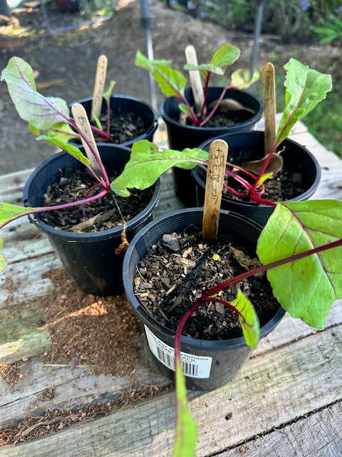 Beetroot seedlings