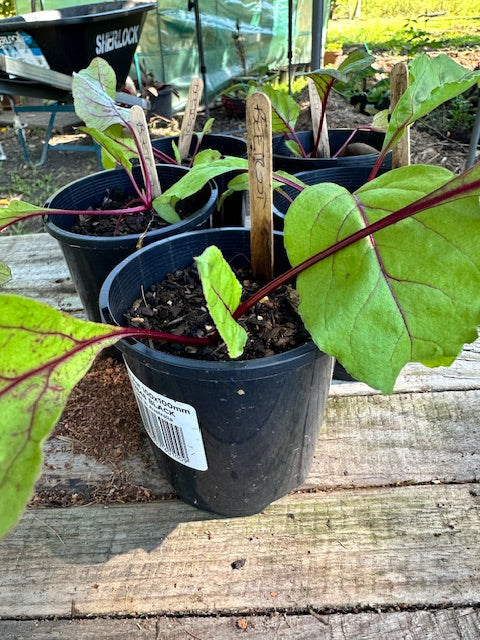 Beetroot seedlings