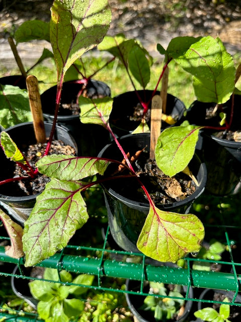 Beetroot seedlings