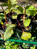 Beetroot seedlings