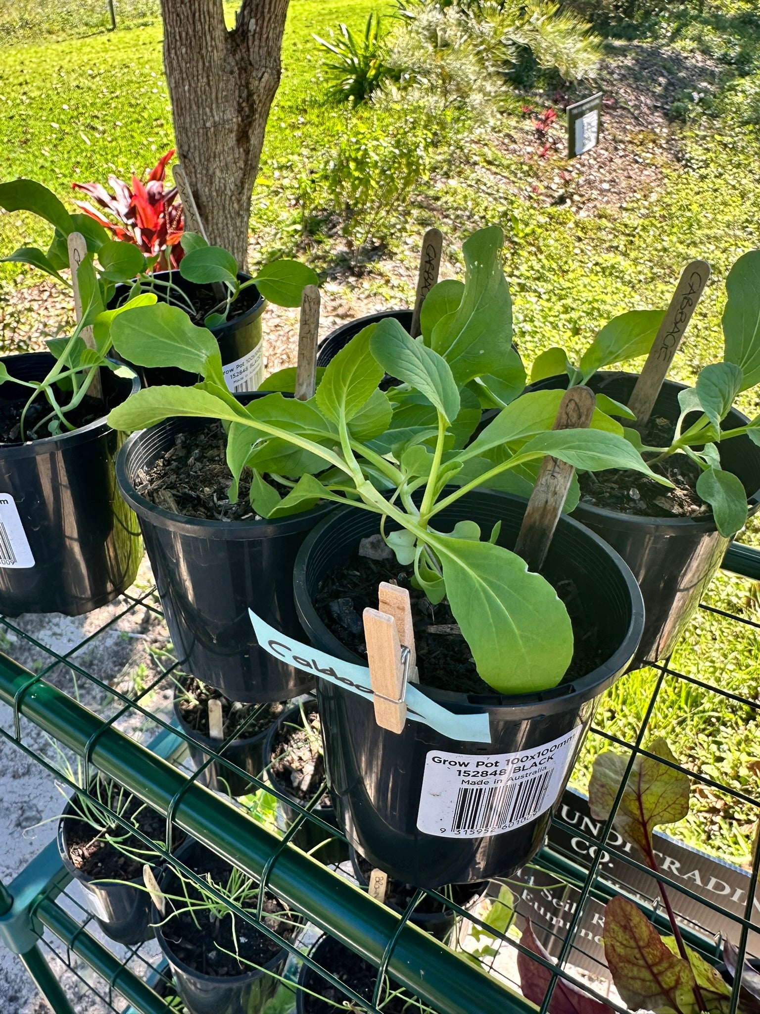 Cabbage plants and seedlings