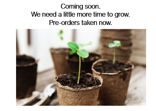 Cauliflower seedlings