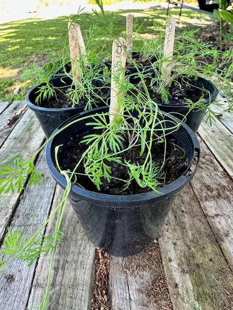Dill Seedings
