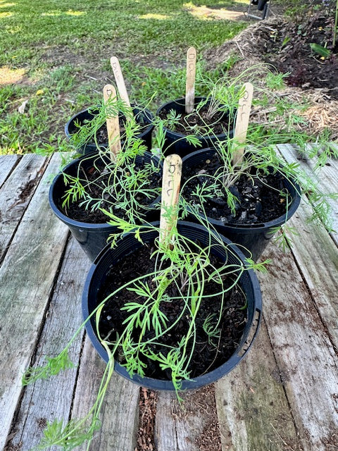 Dill Seedings