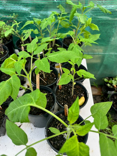 Tomato Plants - The Giant Tree