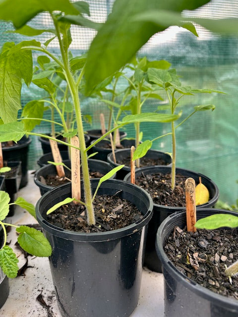 Tomato Plants - The Giant Tree