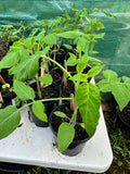 Tomato Plants - The Giant Tree