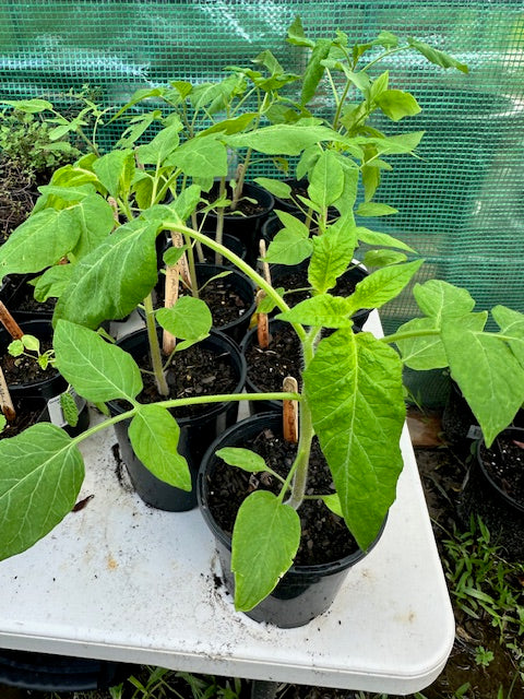 Tomato Plants - The Giant Tree