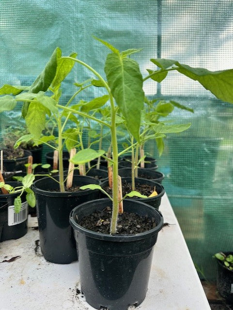 Tomato Plants - The Giant Tree