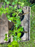 Coriander Plants & Seedlings