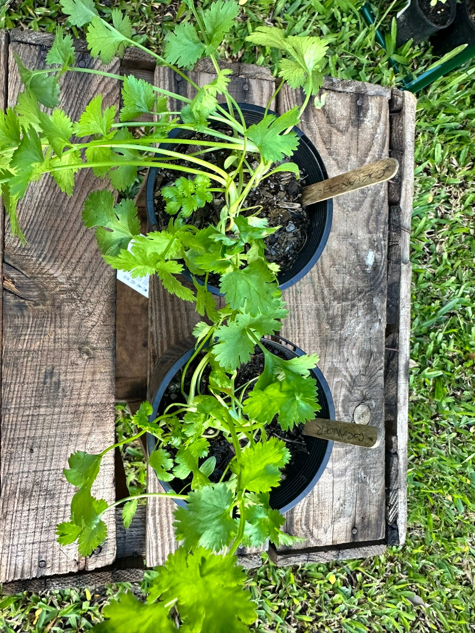 Coriander Plants & Seedlings