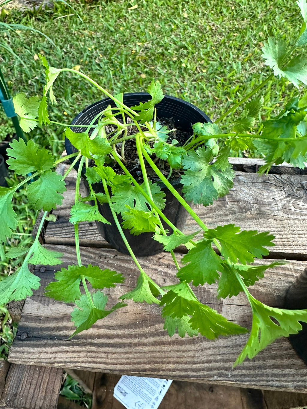 Coriander Plants & Seedlings