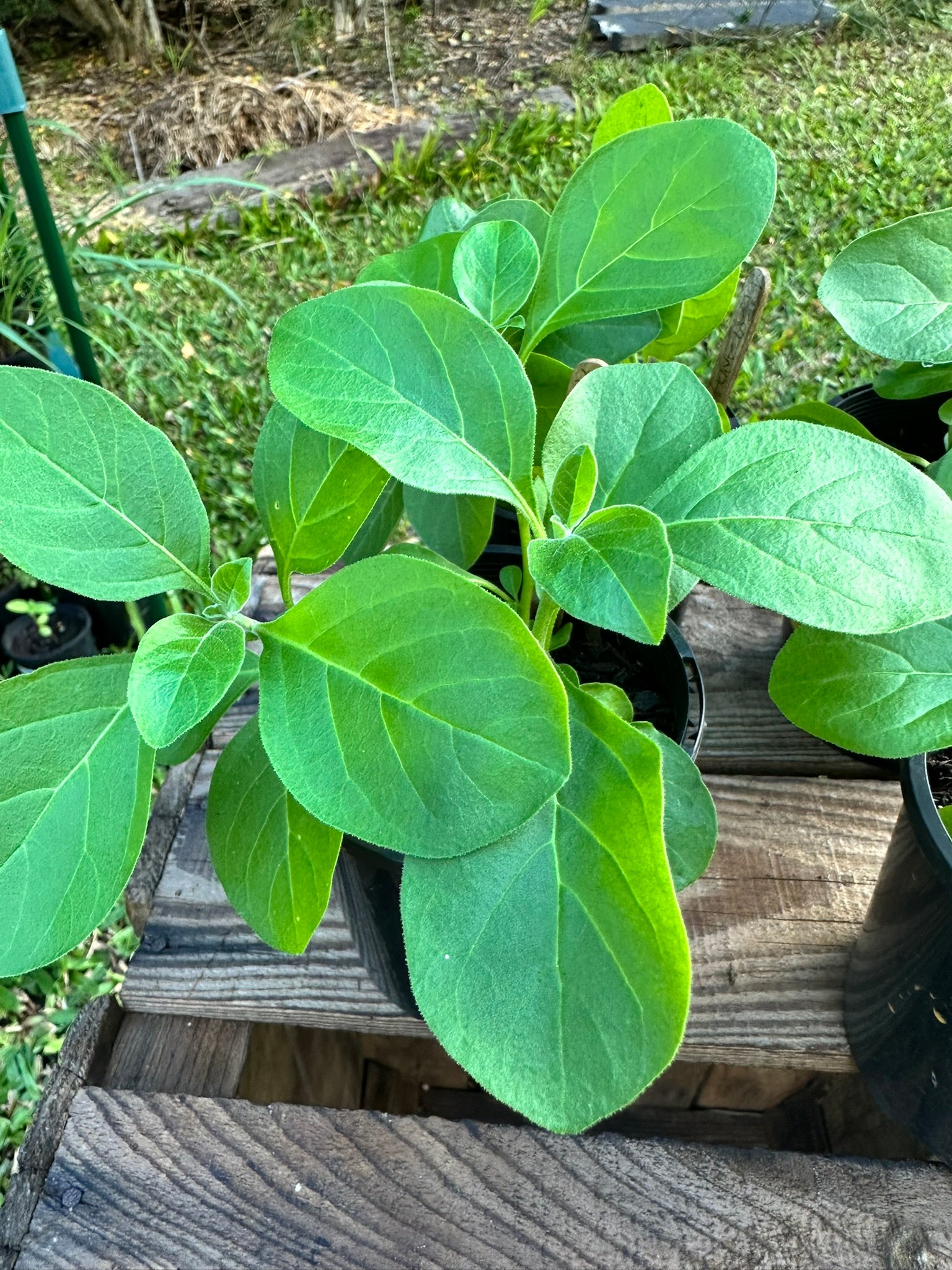 Ashwagandha plants
