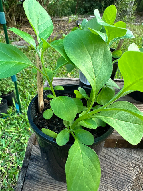 Ashwagandha plants