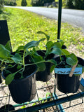 Cauliflower plants and seedlings
