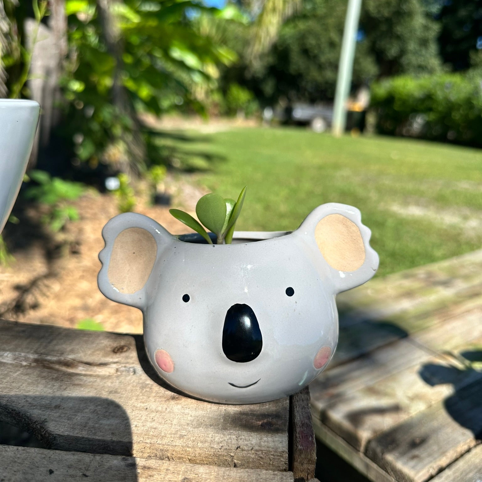 Ceramic koala planter with a small plant on a wooden surface outdoors.