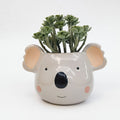 Ceramic koala planter with a small plant on a white background
