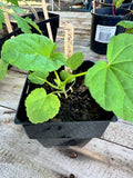 Marshmallow Plants