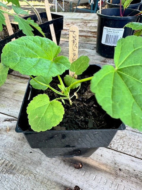Marshmallow Plants
