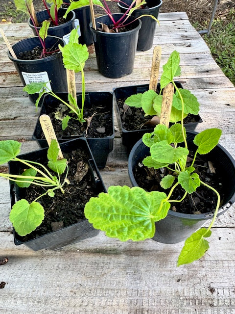 Marshmallow Plants