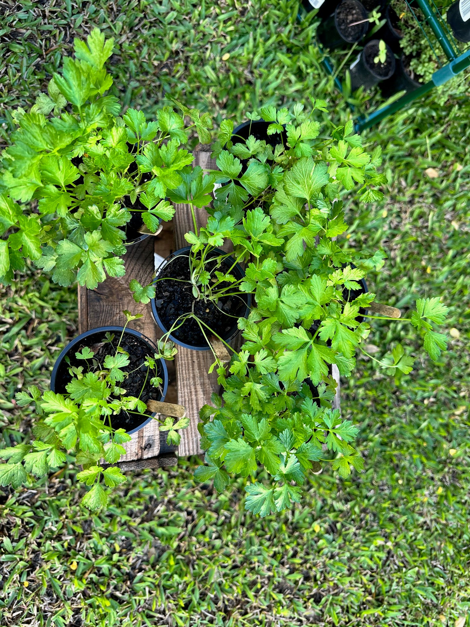 Parsley plants