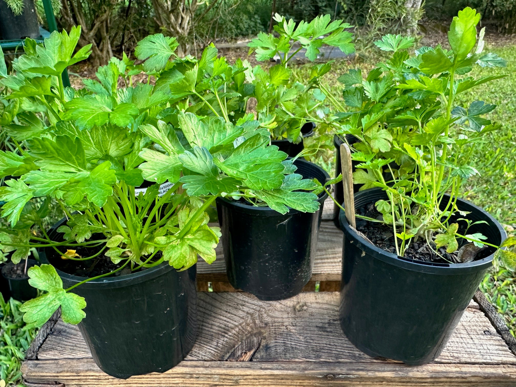 Parsley plants