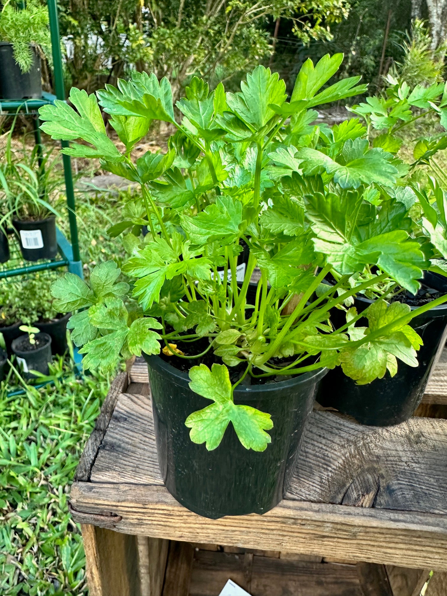 Parsley plants