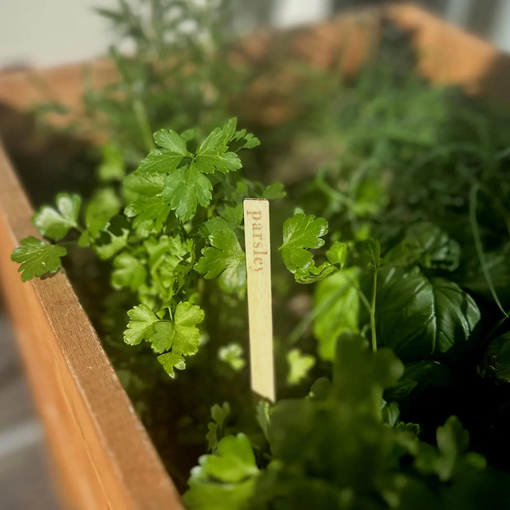 Wooden Herb Plant Markers