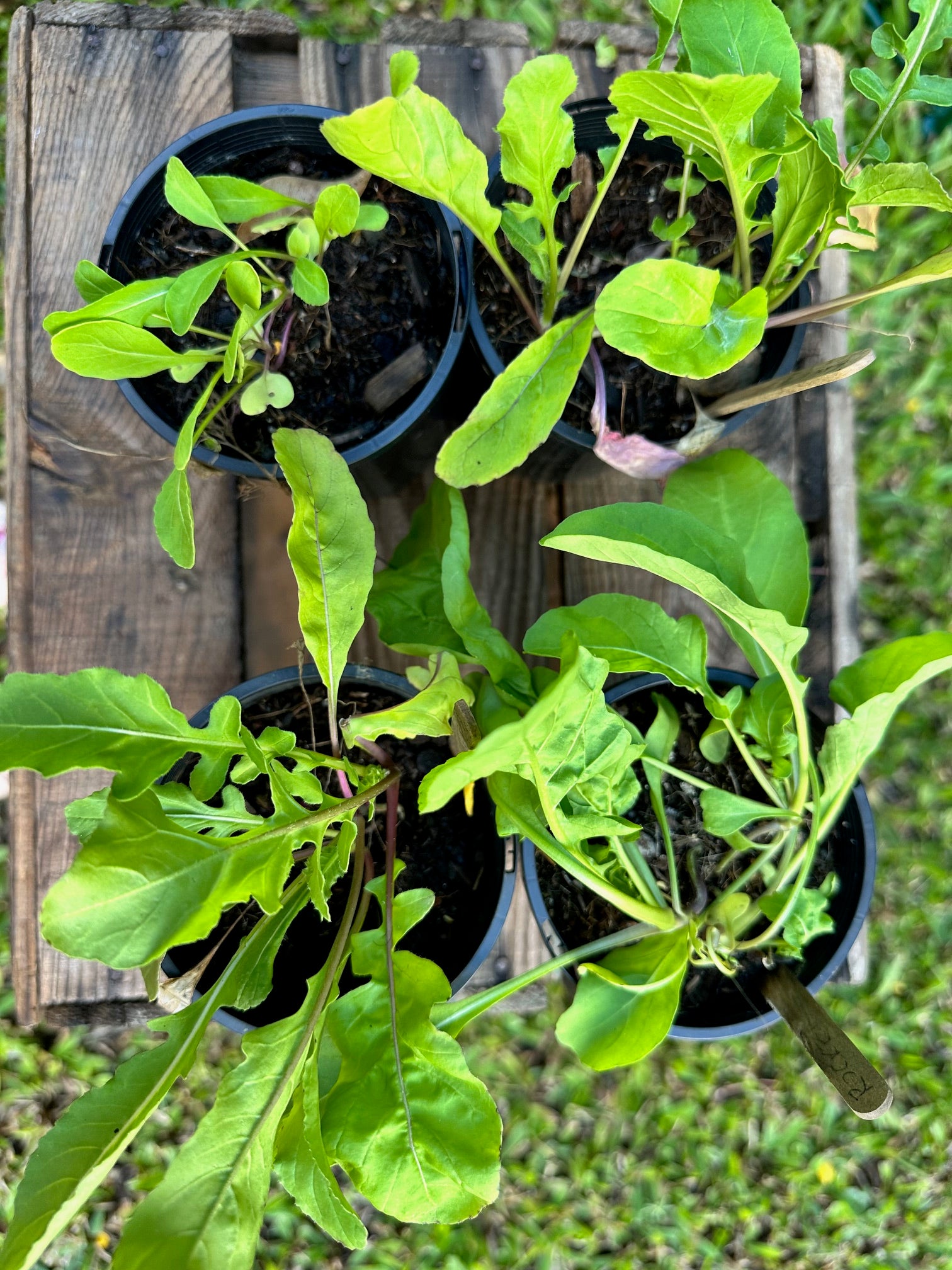 Salad Rocket (Arugula) Plants