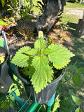 Potted plant with large green leaves in a garden setting