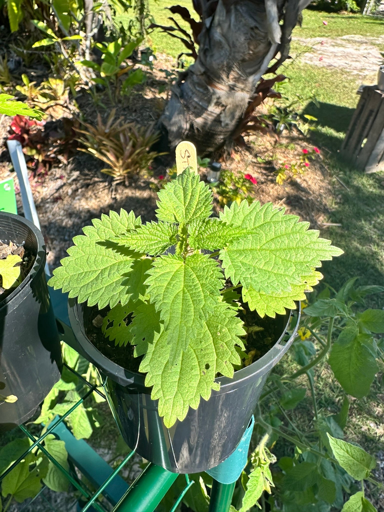 Potted plant with large green leaves in a garden setting