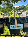 Seedling trays with 'Red Cherry Tomato' label outdoors