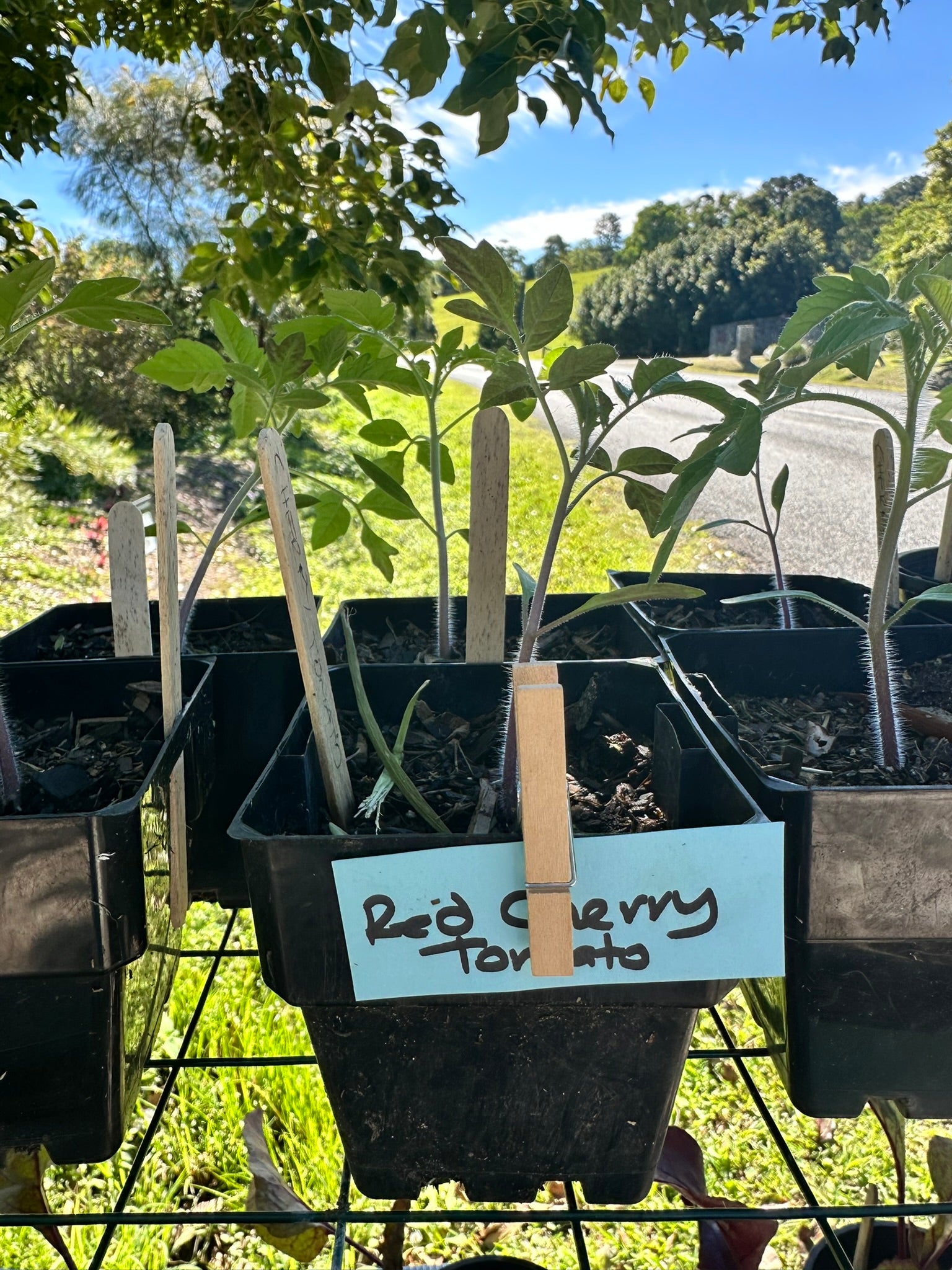 Seedling trays with 'Red Cherry Tomato' label outdoors