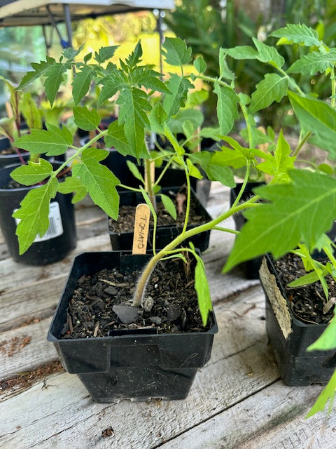 Tomato plants - yellow pear