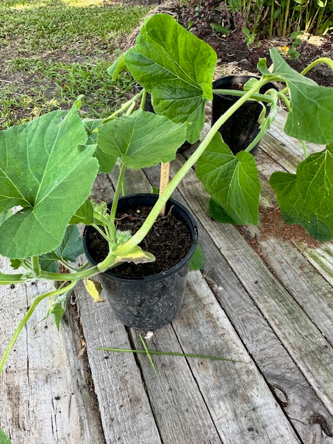 Zucchini Plants