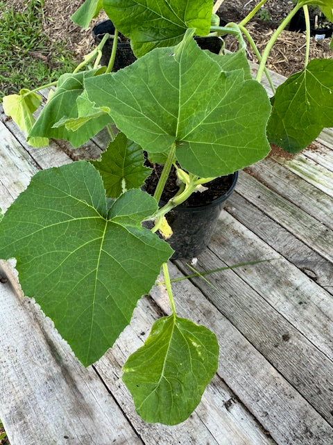 Zucchini Plants