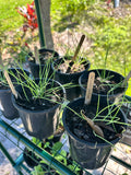 Small potted plants in black pots on a metal shelf outdoors. Eumundi